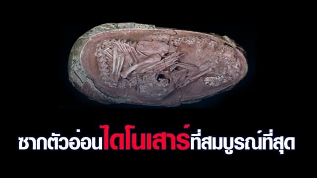 นักวิทยาศาสตร์เผยภาพตัวอ่อนไดโนเสาร์ขดตัวในไข่ สภาพสมบูรณ์ที่สุด คาดมีอายุราว 66 ล้านปี