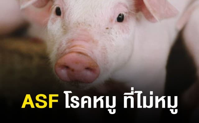 ทำความรู้จัก “โรคเชื้อไวรัสอหิวาต์แอฟริกา (Afican Swine Fever: ASF)”  ในหมู