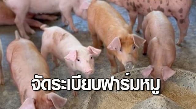 ราชกิจจานุเบกษา ประกาศสาธารณสุขจัดระเบียบฟาร์มหมู ให้ปฏิบัติตามมาตรการ ใน 30 วัน