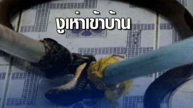 คอหวยแห่ตีเลขเด็ด งูเห่าเข้าบ้านชูคอแผ่นแม่เบี้ยสู้กู้ภัย