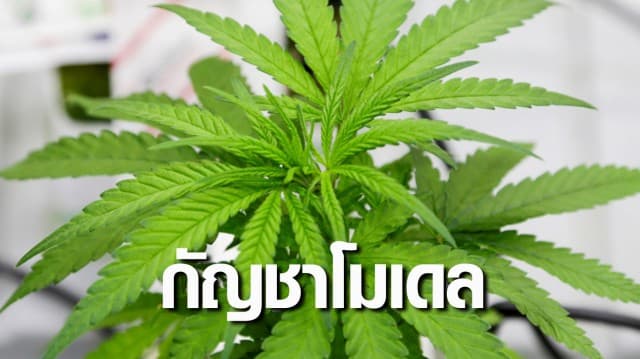 กัญชาโมเดล! เผยผลวิจัยปลูกกัญชา 6 ต้น บ้านโนนมาลัย 7 แปลงปลูก สร้างกำไรแล้วกว่า 1.48 แสน