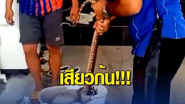 เจ้าของบ้านผวา! งูเหลือม 2 เมตร โผล่หัวชูคอในชักโครก แจ้งกู้ภัยช่วยจับ