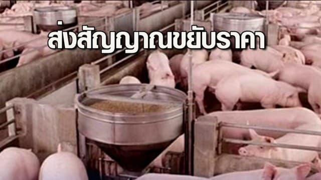 ส่งสัญญาณ ราคาหมูส่อขยับขึ้น หลังราคาหมูมีชีวิตหน้าฟาร์มบางพื้นที่ปรับขึ้น 2 บาท/กก.