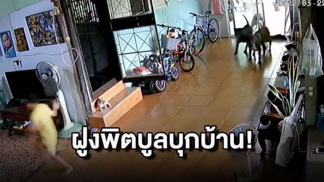 ฝูงพิตบูลโหด! บุกพังบ้านขย้ำแมวตาย เด็กวิ่งหนีรอดหวุดหวิด