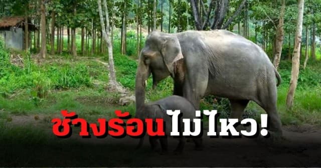 ร้อนจัด! อากาศแตะ 40 องศา กระทบช้างทั้งโขลง ควาญเกรง ‘ตกมัน’