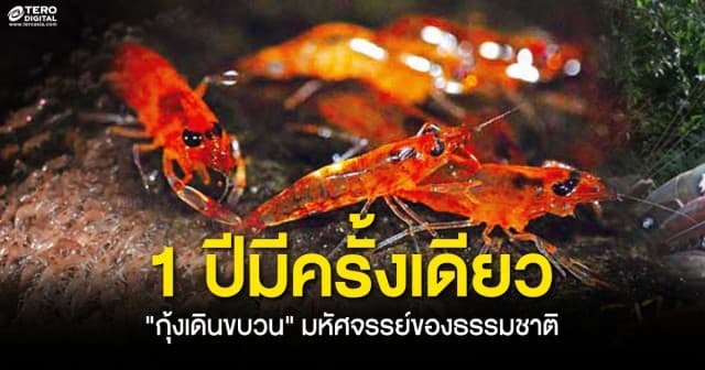 ห้ามพลาด ! กุ้งเดินขบวน ปรากฎการณ์ธรรมชาติ 1 ปีมีครั้งเดียว 