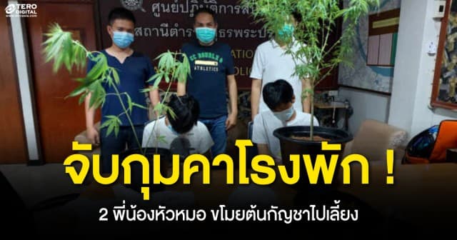 จับคาโรงพัก ! สองพี่น้องหัวหมอ ขโมยต้นกัญชา ขณะมาตามเรื่องอุบัติเหตุรถเฉี่ยวชน