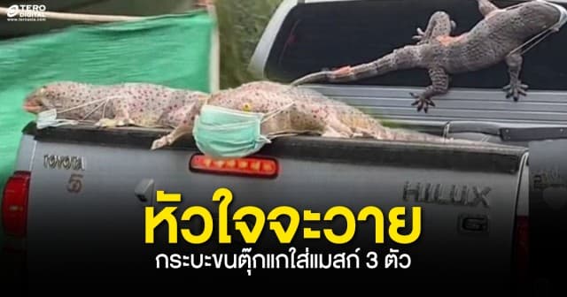 หัวใจจะวาย ! กระบะขนตุ๊กแกใส่แมสก์ 3 ตัว ชาวเน็ตเห็นแล้วเอ็นดู