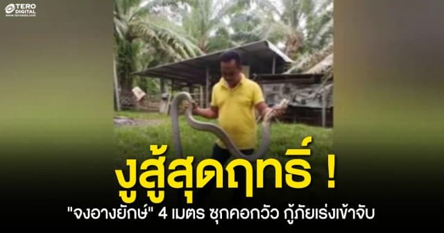 งูสู้สุดฤทธิ์ ! งูจงอางยักษ์ ความยาว 4 เมตร ซุกคอกวัว กู้ภัยล้อมจับ งูไม่ยอมให้จับ