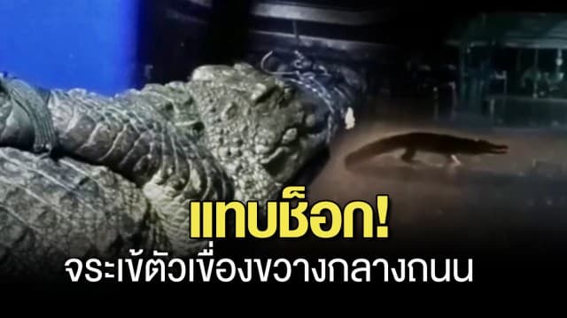 มองไกลๆ นึกว่าตัวเงินตัวทอง พอเข้าใกล้ แทบช็อก! จระเข้ ยาวกว่า 2 เมตร ขวางกลางถนน