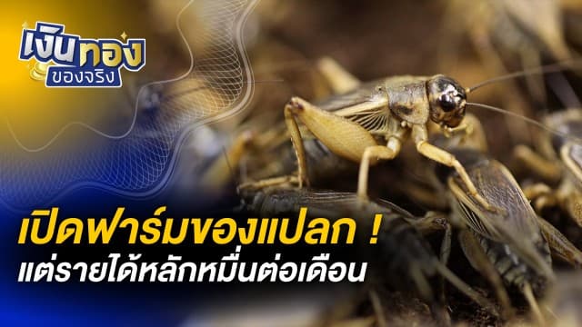 เปิดฟาร์มของแปลก แต่รายได้หลักหมื่นต่อเดือน | เงินทองของจริง [LIVE]