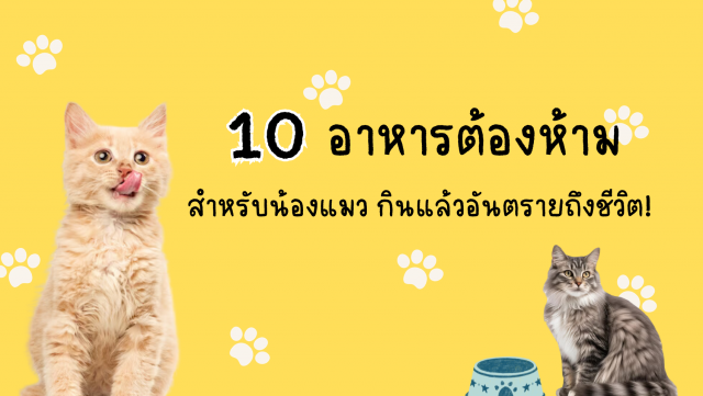 10  อาหารต้องห้าม สำหรับน้องแมว