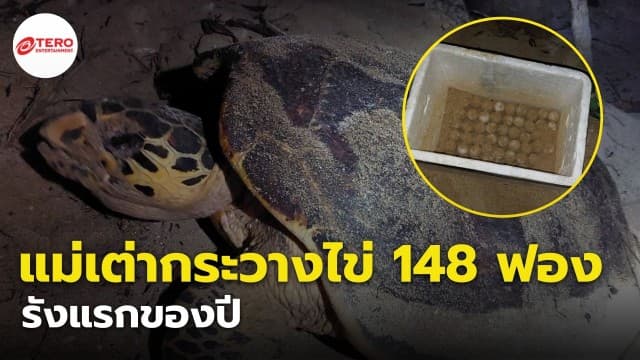 สุดยินดี ! เต่ากระ “แม่เพรียง” ขึ้นวางไข่ครั้งแรกของปี มากถึง 148 ฟอง