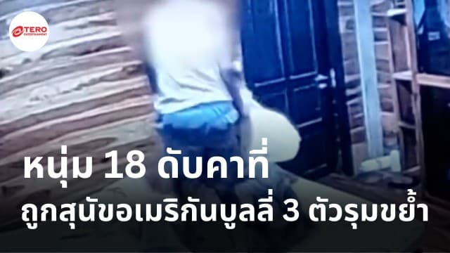 สุดสลด ! หนุ่ม 18 ดับคาที่ ถูกสุนัขอเมริกันบูลลี่ 3 ตัวรุมขย้ำ