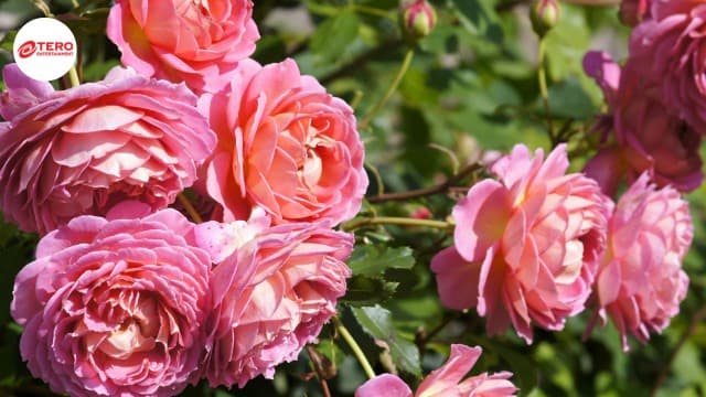 กุหลาบ ไม้ดอกหลากสายพันธุ์