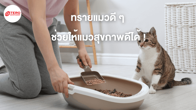 รู้หรือไม่ทรายแมวดี ๆ ช่วยให้แมวสุขภาพดีได้ !