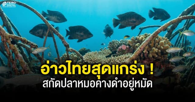 ทช. ยันระบบนิเวศอ่าวไทยยังแกร่ง สกัดปลาหมอคางดำอยู่หมัด ดัชนีชี้วัดความหลากหลายพุ่งสูง