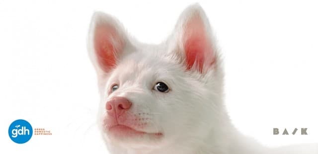 “GDH” เปิดตัวโปสเตอร์แรก “โกฮัง..หัวใจโกโฮม” ภาพยนตร์สุดอบอุ่นที่จะฮีลใจคุณด้วยความรักจากเจ้าหมาจร