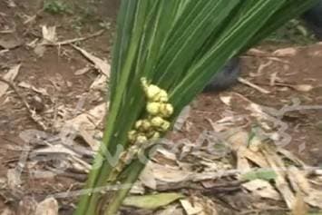 ฮือฮา มะพร้าวประหลาด ออกลูกตั้งแต่เริ่มแตกหน่อ