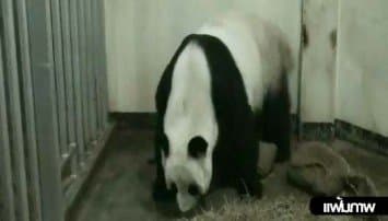 ลุ้นกันต่อ! หลินฮุ่ยฮอร์โมนคงที่ จ่ออัลตร้าซาวด์ซ้ำ