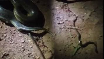 ฮือฮา! ชาวเน็ตวิจารณ์ขรม คลิปนาทีระทึก งูออกลูกเป็นตัว