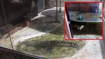 เซ่นดราม่า! สวนเสือดัง ยกเลิกโซนเป็ดอยู่กับจระเข้แล้ว หลังโดนวิจารณ์เละ