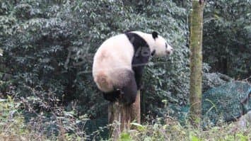 พิษการเมืองกระทบทำหลินปิงชวดกลับไทย 