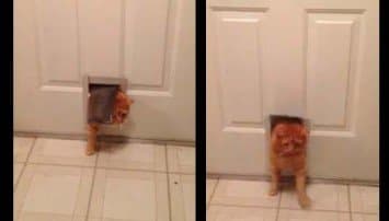 น่ารักอะ! คลิปเหมียวยักษ์ มุดช่องประตู แต่ติดพุง