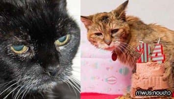 ศึกชิงบัลลังก์แมวแก่ที่สุดในโลก! หญิงเมืองผู้ดีโชว์แมว โต้สถิติกินเนสส์