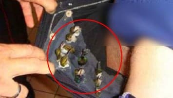 รวบหนุ่มเป้าตุงคาสนามบินคิวบา ผงะเจอซุกนกจิ๋ว66ตัว