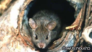 สาวใหญ่มะกันเลี้ยงหนูสกปรกนับพันตัวในบ้าน รับฉายา'แรท เกิร์ล'