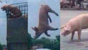 นาทีชีวิต! หมูจีนใจเด็ด พุ่งหลาวจากสิบล้อ หนีถูกส่งไปเชือด