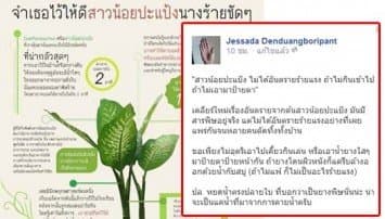 อ.จุฬาฯ แจงต้นสาวน้อยประแป้ง มีพิษจริงแต่ไม่ร้ายแรงถึงชีวิต