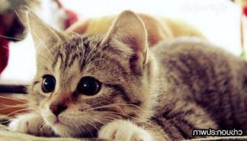 แมวเหมียวยอดกตัญญู นอนเฝ้าศพคุณป้าวัย 52 ปี