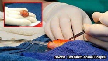 สัตวแพทย์ออสเตรเลียผ่าตัดเนื้องอกช่วยชีวิตปลาทองเคราะห์ร้าย