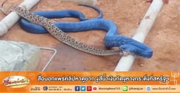 สื่อนอกแพร่คลิปหาดูยาก งูสีน้ำเงินกัดงูหางกระดิ่งที่สหรัฐฯ