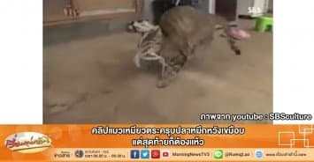 คลิปแมวเหมียวตระครุบปลาหมึกหวังเขมือบ แต่สุดท้ายก็ต้องแห้ว 