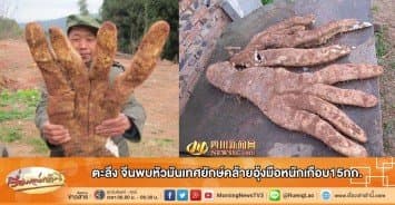 ตะลึง จีนพบหัวมันเทศยักษ์คล้ายอุ้งมือหนักเกือบ15กก.