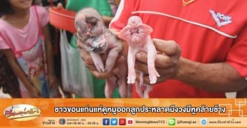 ชาวขอนแก่นแห่ดูหมูออกลูกประหลาดมีงวงมีหูคล้ายช้าง