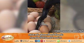 คลิปสะพรึง งูสิงแอบเลื้อยเข้าห้องครัว ก่อนเขมือบไข่ไก่ไม่แคร์เจ้าของบ้าน 