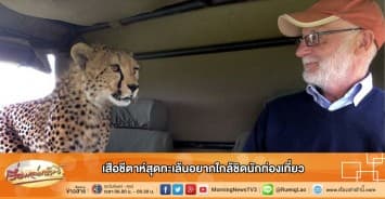เสือชีตาห์สุดทะเล้นอยากใกล้ชิดนักท่องเที่ยว