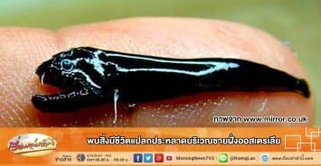 พบสิ่งมีชีวิตแปลกประหลาดบริเวณชายฝั่งออสเตรเลีย