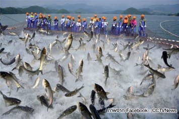 ช่างภาพจีน แชะภาพช็อตฝูงปลาพุ่งกระโจนกลางตาข่าย สุดมหัศจรรย์ 