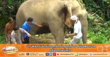 นำ 'พังมณี' ช้างบ้านถูกช้างป่ารุมทำร้าย ส่งโรงพยาบาล หลังอาการน่าห่วง