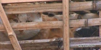 อาสาสมัครจีนหยุดรถบรรทุกแมวกว่า 2 พันตัว ที่อยู่ระหว่างทางจัดส่งไปยังร้านอาหาร