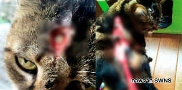 สุดโหดร้าย! ชายอังกฤษเทน้ำเดือดใส่แมวเพื่อนบ้าน บาดแผลลึกถึงกะโหลกศีรษะ