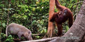 ภาพประทับใจบนเกาะบอร์เนียว ลิงอุลังอุตังปกป้องลูกน้อยจากการตกเป็นเหยื่อของหมูป่า