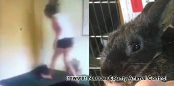 วิจารณ์ยับ! คลิปสาวมะกันหัวเราะสนุกสนานขณะจับกระต่ายโยนเข้ากำแพงซ้ำ ๆ