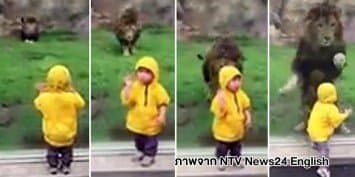 (คลิป) หนูน้อยแดนปลาดิบสุดผวา สิงโตตัวใหญ่กระโจนเข้าใส่ระยะประชิดตัว
