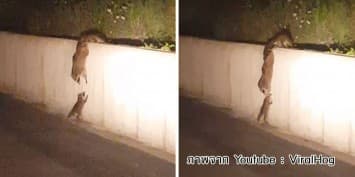 (คลิป) สุดน่ารัก! ครอบครัวแรคคูนต่อตัวช่วยลูกน้อยข้ามกำแพง